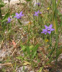 Campanula lusitanica lusitanica