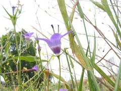 Campanula lusitanica lusitanica