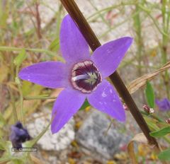 Campanula lusitanica lusitanica