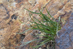 Phyteuma hedraianthifolium