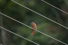 Hirundinea ferruginea