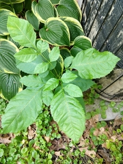 Fraxinus pennsylvanica