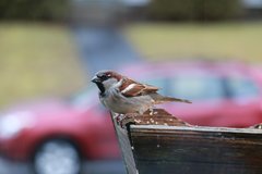 Passer domesticus
