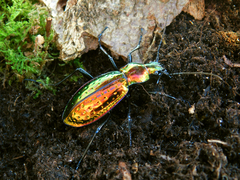 Carabus rutilans