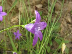 Campanula lusitanica lusitanica