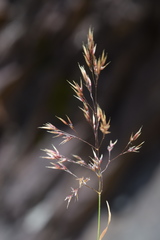 Agrostis canina
