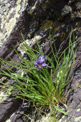 Phyteuma hedraianthifolium