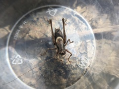 Pholidoptera griseoaptera