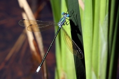 Lestes eurinus
