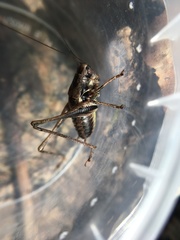 Pholidoptera griseoaptera