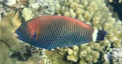 Pseudodax moluccanus