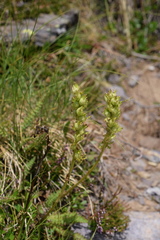 Pedicularis ascendens
