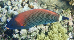 Pseudodax moluccanus