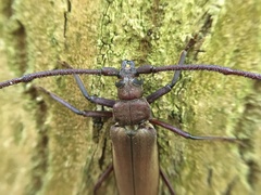 Aegosoma scabricorne