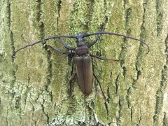Aegosoma scabricorne