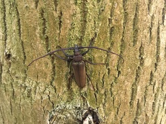 Aegosoma scabricorne