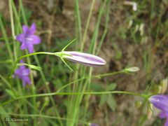 Campanula lusitanica lusitanica