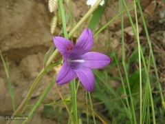 Campanula lusitanica lusitanica