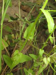 Campanula lusitanica lusitanica