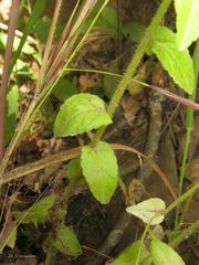 Campanula lusitanica lusitanica