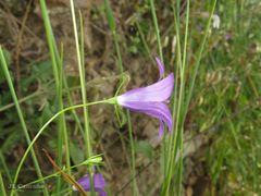 Campanula lusitanica lusitanica