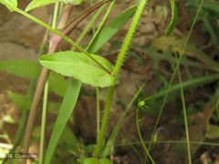 Campanula lusitanica lusitanica