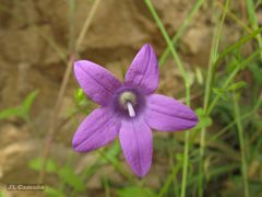 Campanula lusitanica lusitanica