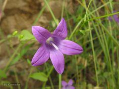 Campanula lusitanica lusitanica