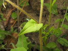 Campanula lusitanica lusitanica