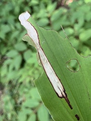 Synchysa tricincta