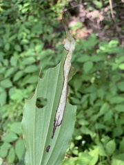 Synchysa tricincta