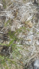 Eleocharis compressa