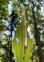 Synchysa tricincta