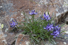 Phyteuma hedraianthifolium