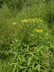 Senecio sarracenicus
