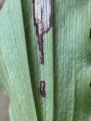 Synchysa tricincta