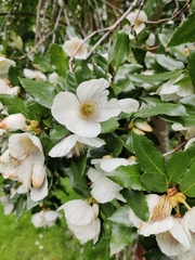Eucryphia