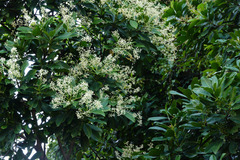 Buchanania arborescens