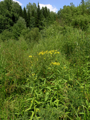 Senecio sarracenicus