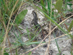 Aspronema dorsivittatum