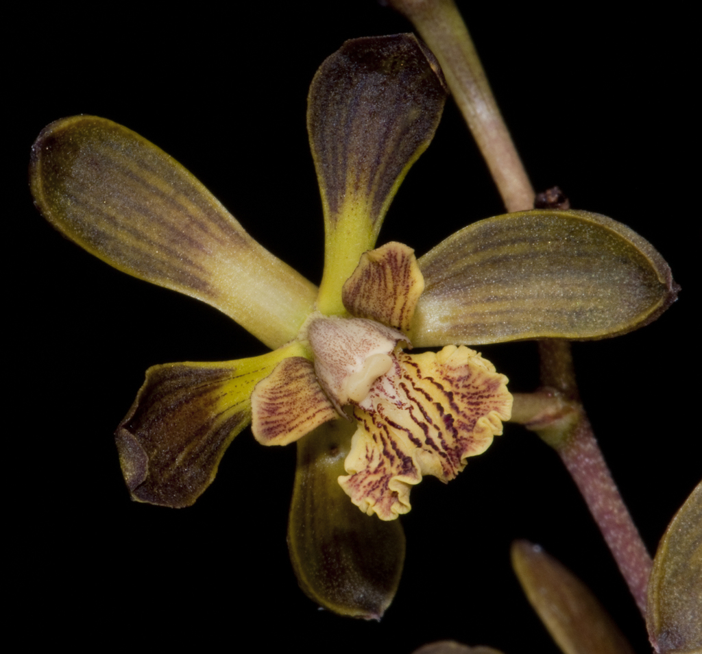 Encyclia parviflora (Orquídeas del Bosque Mesófilo) · iNaturalist Mexico