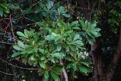 Buchanania arborescens