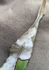 Synchysa tricincta