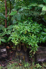 Fagraea fragrans