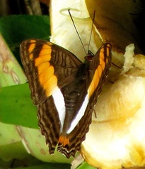 Adelpha phylaca