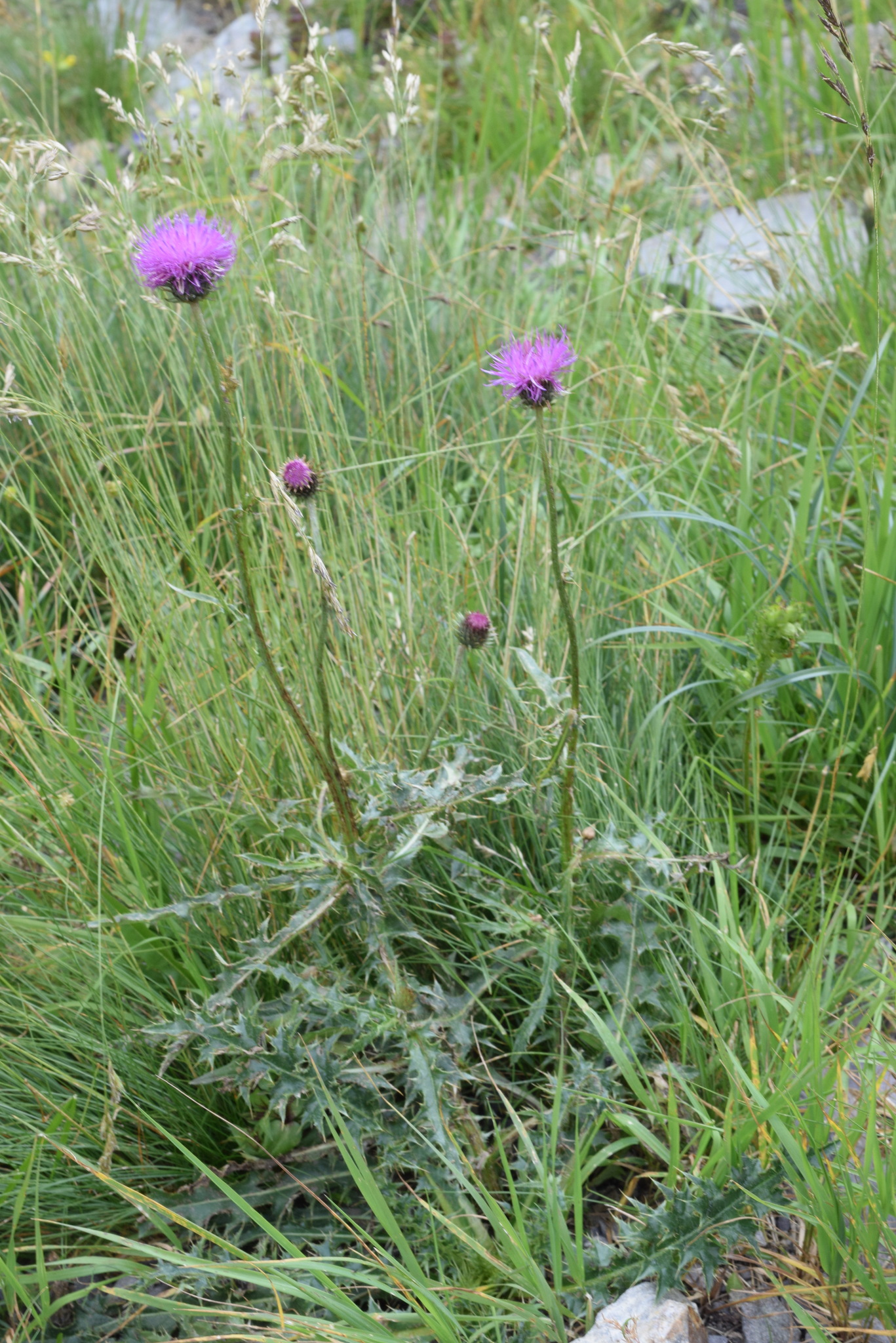 Carduus defloratus subsp. carlinifolius (Lam.) Ces.
