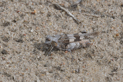 Oedipoda miniata