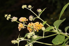 Buddleja weyeriana