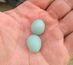 Phoenicurus phoenicurus