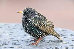 Sturnus vulgaris